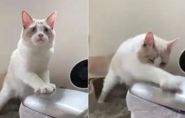 布偶猫不会用猫砂，便后挠垃圾桶，网友：这不是天生的吗