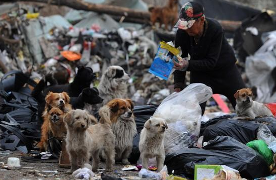 兰州小狗遭主人两次遗弃哀嚎仍被丢弃，刺痛人心
