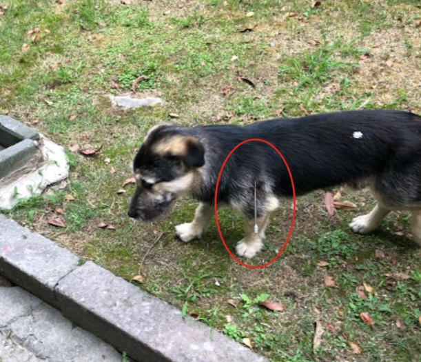 流浪狗母子被抓，妈妈为掩护小狗逃走，自己中毒箭惨死！
