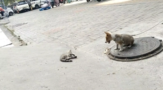 狗子拴在路边，猫咪站在狗子够不到的地方挑衅