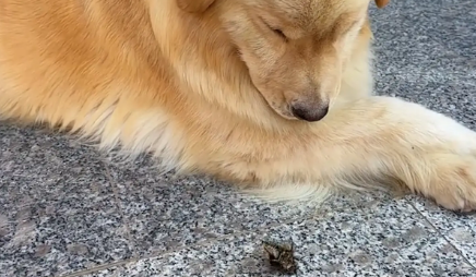 主人抓了只蝉给金毛玩，金毛一口吃掉了