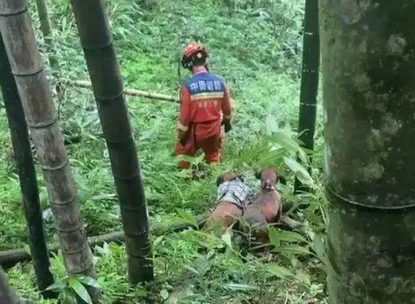 神犬立功！62岁老人失踪十天，6岁“她”锁定踪迹