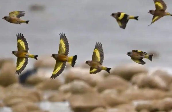 春季迁徙季基本结束 鸻鹬类鸟开始繁殖 崖沙燕回归石家庄