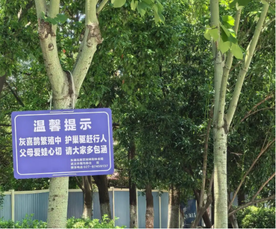 市民一个月遭6次“霸道小鸟”袭击