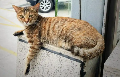 每天守在地铁站的流浪猫，讨好它遇见的每一个人，它只是想有个家