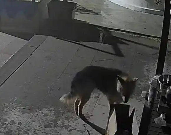 疑似秦岭野生狼溜入居民家中，当事人：当时正在炖羊