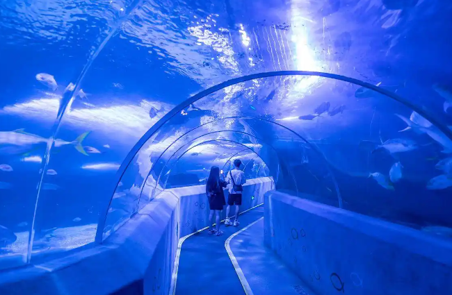 虎鲸母子和 12 只海豚被困废弃海洋公园