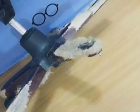 家里的狗对椅子腿情有独钟，网友：坐你们家的椅子要特别注意了 