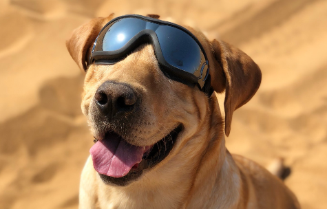 花8000元送去宠物学校的狗挨了打？