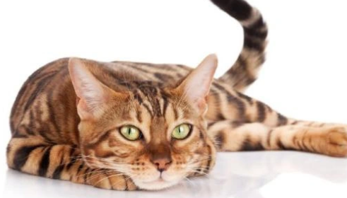 幸好没换电话，宠物猫失踪16年后惊喜找回