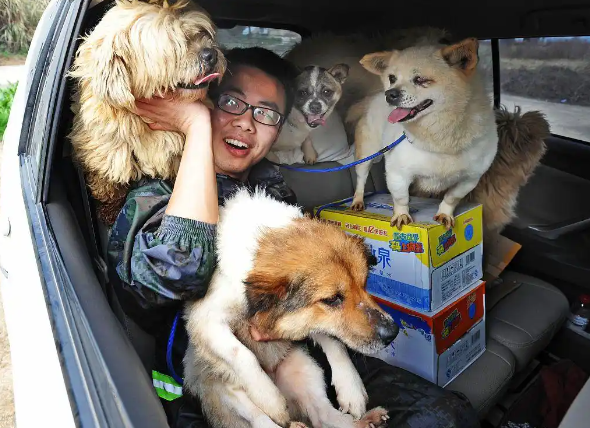 2025救助上海的流浪猫狗，需要个人行动与社区、专业组织的协作