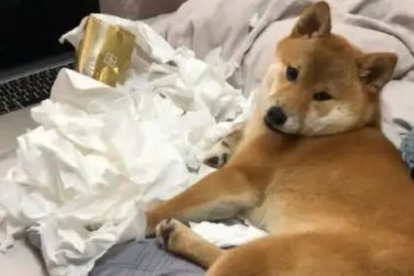 柴犬正在家里撕纸，被网友当场发现后露出憨厚笑容