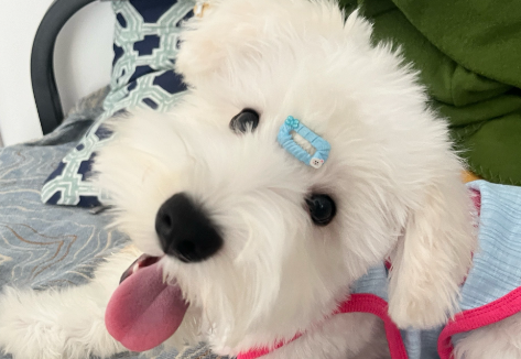 训犬市场乱象频发，宠物狗如何真正“学成归来”