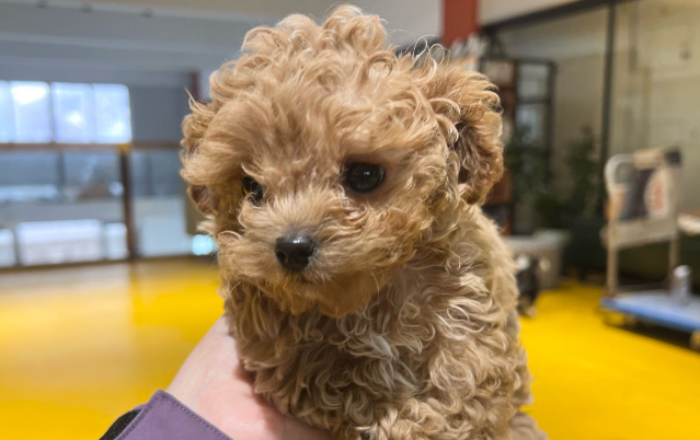 别让宠物消费“开心”变“伤心”