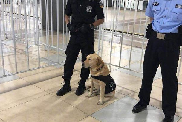 警犬出任务却偷偷打瞌睡，执勤小哥哥都笑翻了