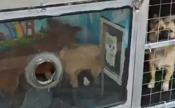 大连多地流浪狗泛滥，“狗患”该如何治理？