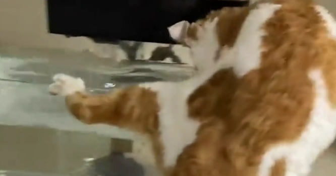 猫咪喜欢把爪子伸进鱼缸里捞鱼。网友：放个电鳗在鱼缸里