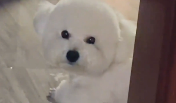 夫妻吵架分房睡，狗子不知道跟谁，于是睡到两个卧室中间。