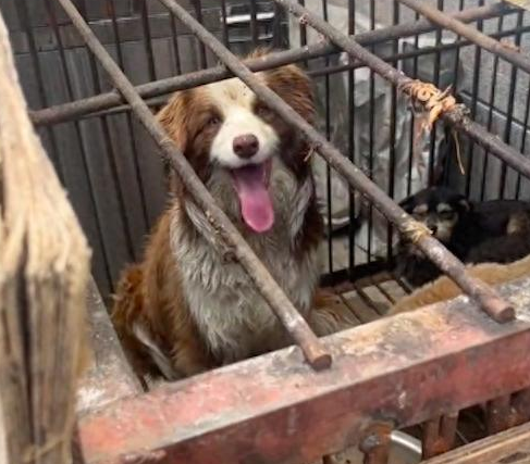 狗狗偷跑出去被捉走，女生连找几天终于找到