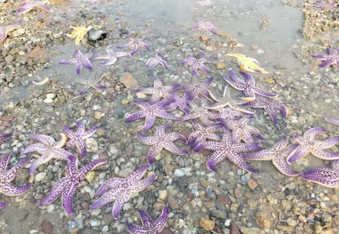 青岛海边现大量“未成年”海星，市民赶海10分钟抓一桶！