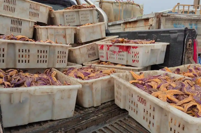 海星又入侵养殖区，渔民雇猛子下海捕捞