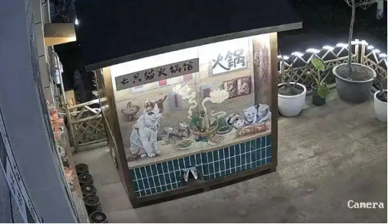 重庆一“猫咪火锅店”供流浪猫食宿走红！