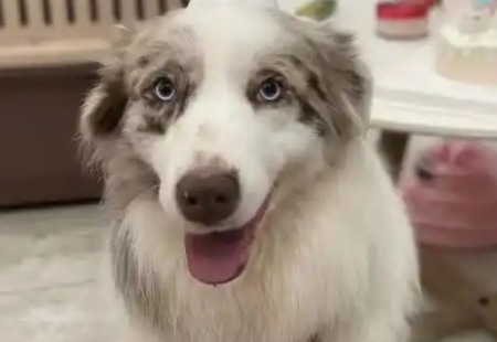 狗狗被宠物店放在烘干箱一小时活活烤死？