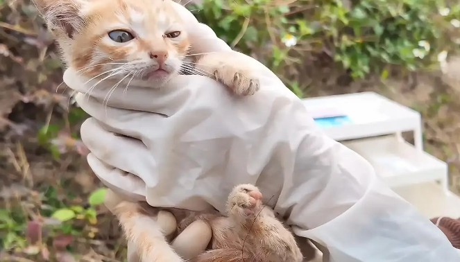 几只被遗弃小猫的绝望时刻，命运却因这一行动改变 