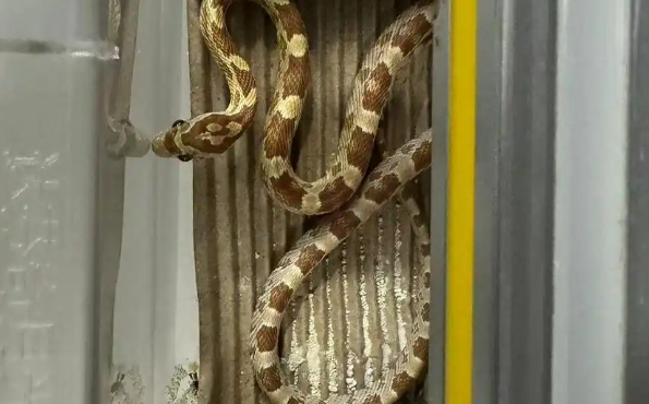 蛇宠成异宠市场新晋“流量担当”