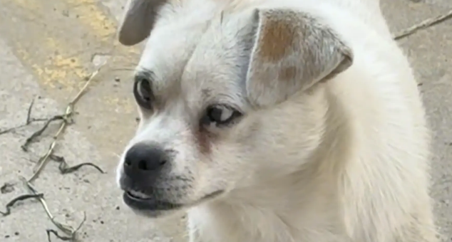 i狗子长相奇特，斗鸡眼加地包天