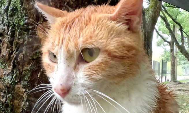 宠物经济乱象背后亟待填补监管空白