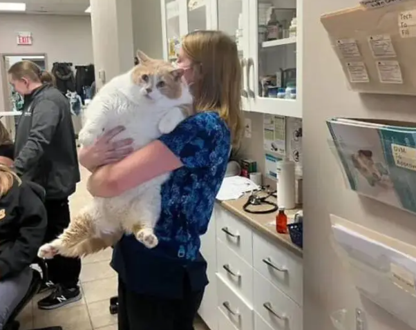 从43斤“煤气罐”到猫届彭于晏，这只橘猫完成了自己的猫生逆袭 