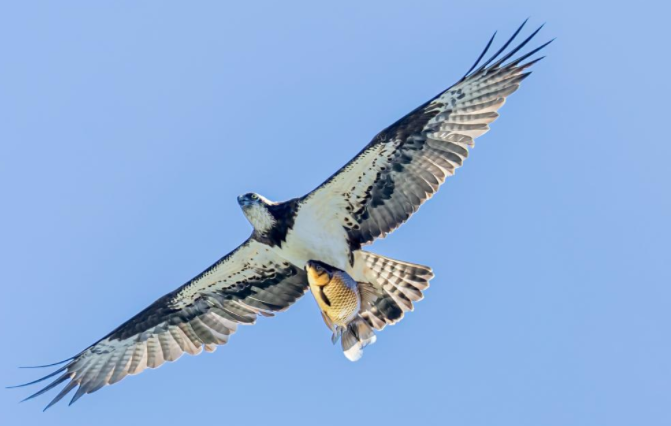 国家二级保护动物鹗在莲花池畔上演 “捕鱼大片”