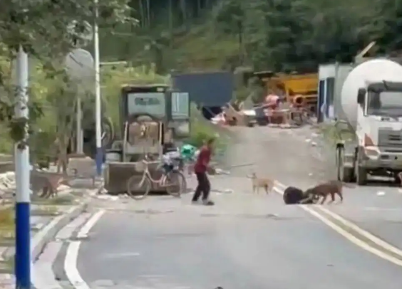 恶犬拖咬男子，伤者家属：狗主人已找到，伤口有感染风险