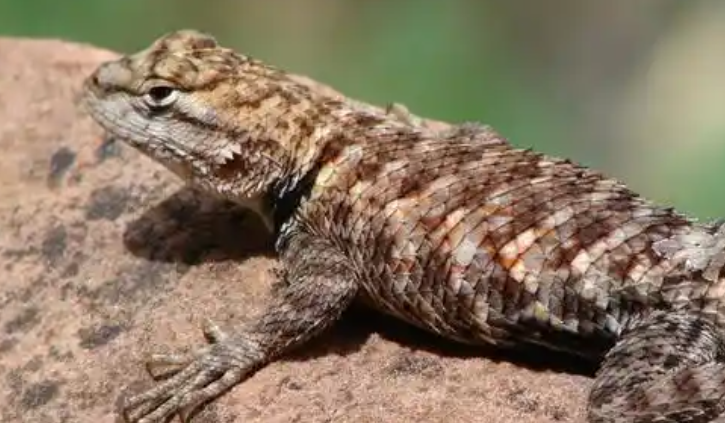 蜥蜴、水豚、土拨鼠等小众宠物走红