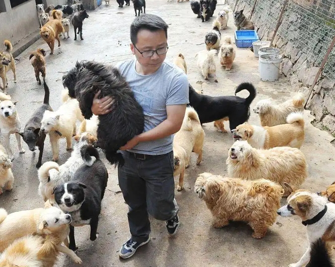 2025救助上海的流浪猫狗，需要个人行动与社区、专业组织的协作