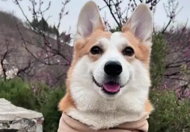 训犬市场乱象频发，宠物狗如何真正“学成归来”