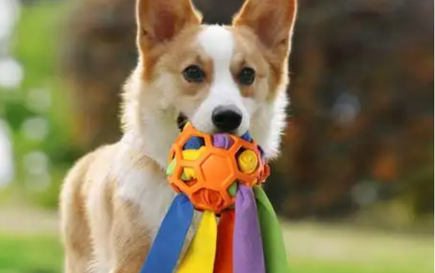 宠物经济增长迅速 “宠物+文旅”热度持续攀升 