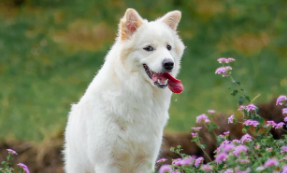 警惕宠物“免费领养”的商业套路