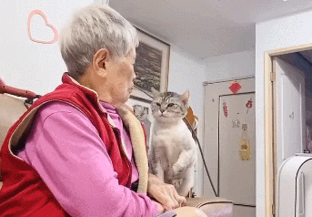 主人给猫咪上完药，猫咪就跳奶奶怀里撒娇：铲屎的欺负我