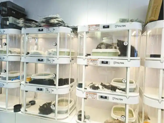 宠物“领养”陷阱：“免费”变成“宠物贷”？