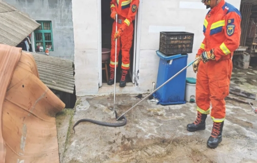 贵州一农村厕所惊现1米长眼镜蛇，被抓捕时“嘶嘶”威胁