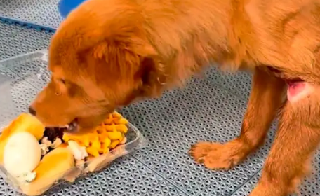 流浪狗的一条腿被绳子系住，已经嵌入肉里，甚至可以看得见骨头！