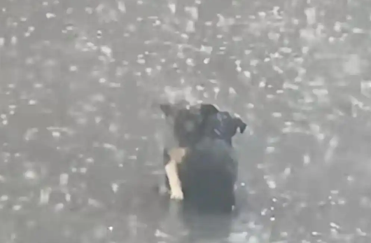 流浪狗暴雨中相拥终获救，好心人伸出援手给予新家