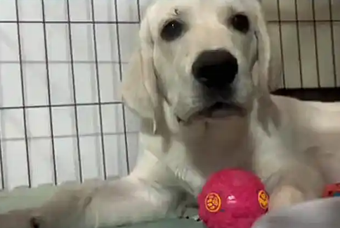 狗狗被主人推下4楼，一个小时无人搭理，获救后它还在冲人摇尾巴