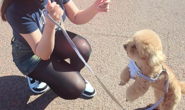 郑州养犬新规发布，牵绳短于 1.5 米须戴嘴套