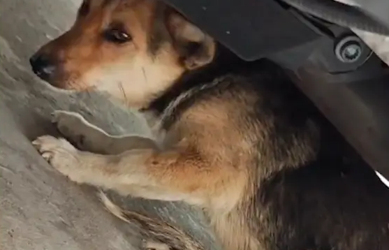 狗狗双腿被人打断，遇到好心中介小哥！