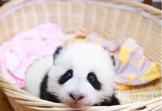 大熊猫“福宝”营业了！大家关心的问题看这里