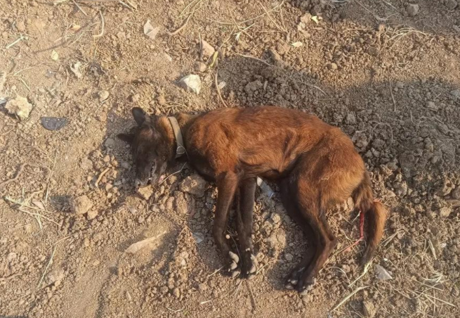 宠物被撞死，主人索赔“法事超度”费、火化费