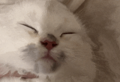 猫猫在家捣乱，小脸整得黢黑，被抓到后还想蒙混过关